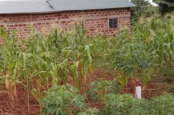 Deux hectares de terres à Zè, zone industrielle de Glo-Djigbé, à 25.000.000 F CFA l’hectare