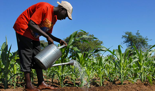 Valorisation agricole des terres Africa Immo Plus