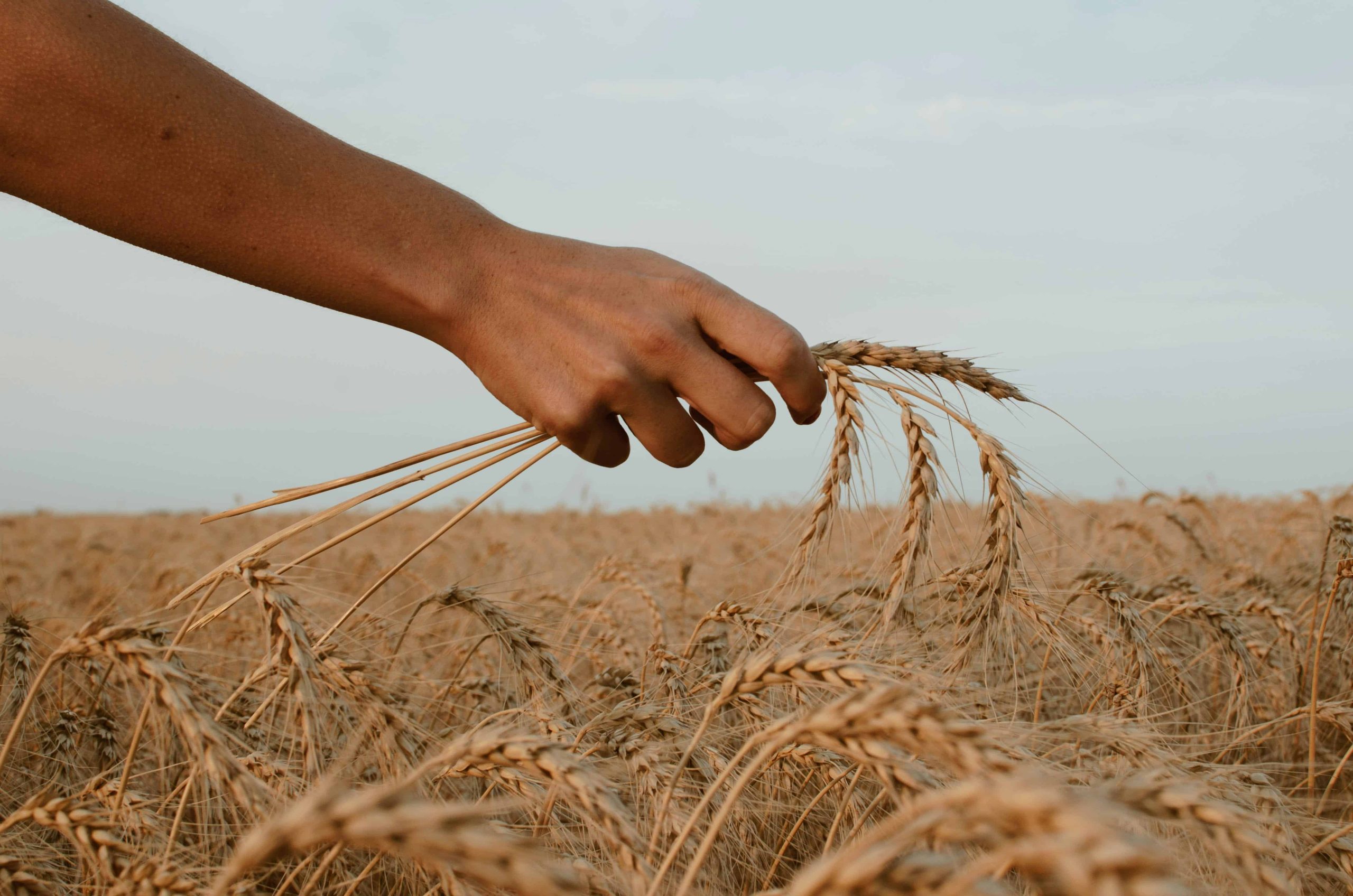 Acquisition de terres agricoles